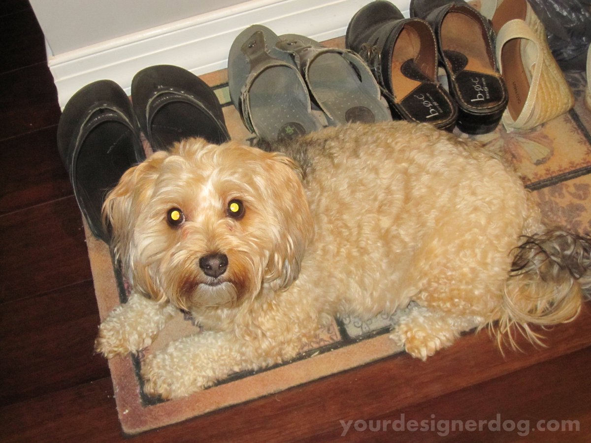 Guardian of the #Shoes is.gd/tU5ejU #blog #cute #designerdogs #dogs #guarddog #guarding #heart #love #pets
