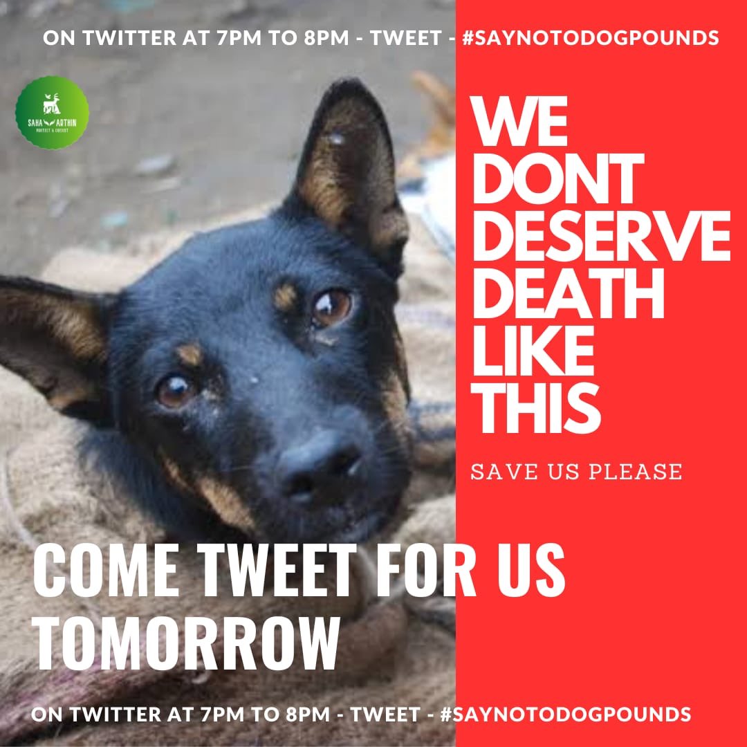ManishTewari's tweet photo. Just because they can not speak does not mean they Don’t have a Right to Life - A life of Dignity 

#Saynotodogpounds https://t.co/SzfffSpcAJ
