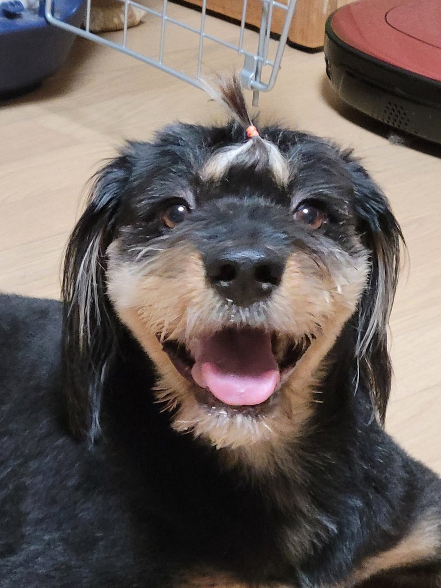 ShumiTommy's tweet photo. 🐕엄��랑 있으믄 그냥 기분이 조크등여 https://t.co/COaYbckxOo