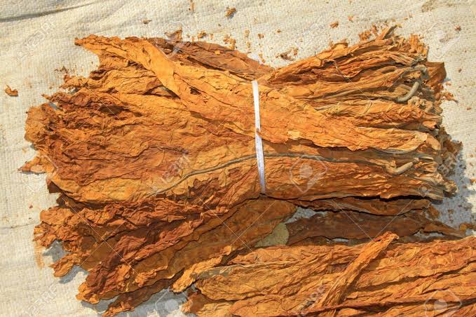 tobacco for rats Keep a bunch of these tobacco leaves in your car boynett and save your car  from rat infestation