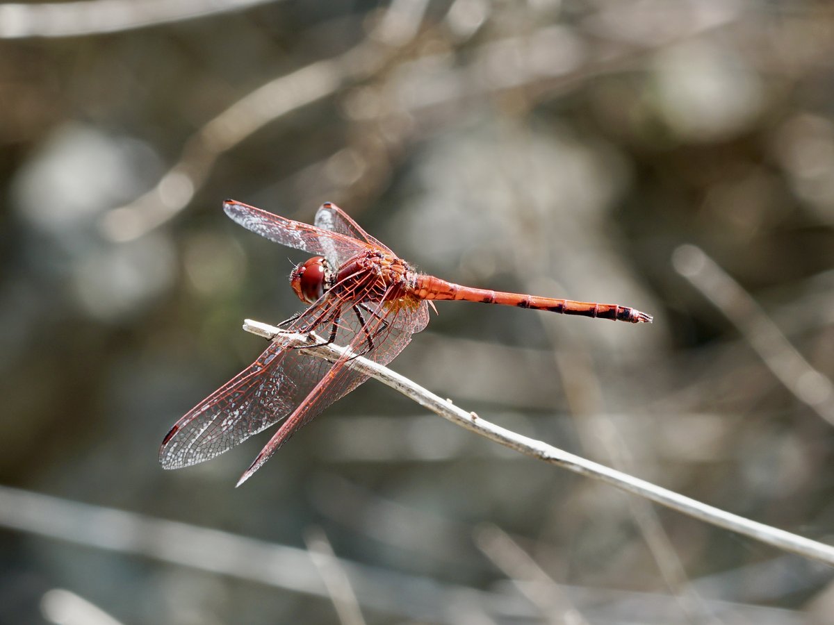 thomas_buechner's tweet photo. #Trithemis arteriosa
Rotader-Sonnenzeiger
Red-veined #Dropwing

Cyprus 2023-07-01
#Libellen
#Dragonflies
#Libellulidae
#ICO2023 https://t.co/JaKFVoJY3b