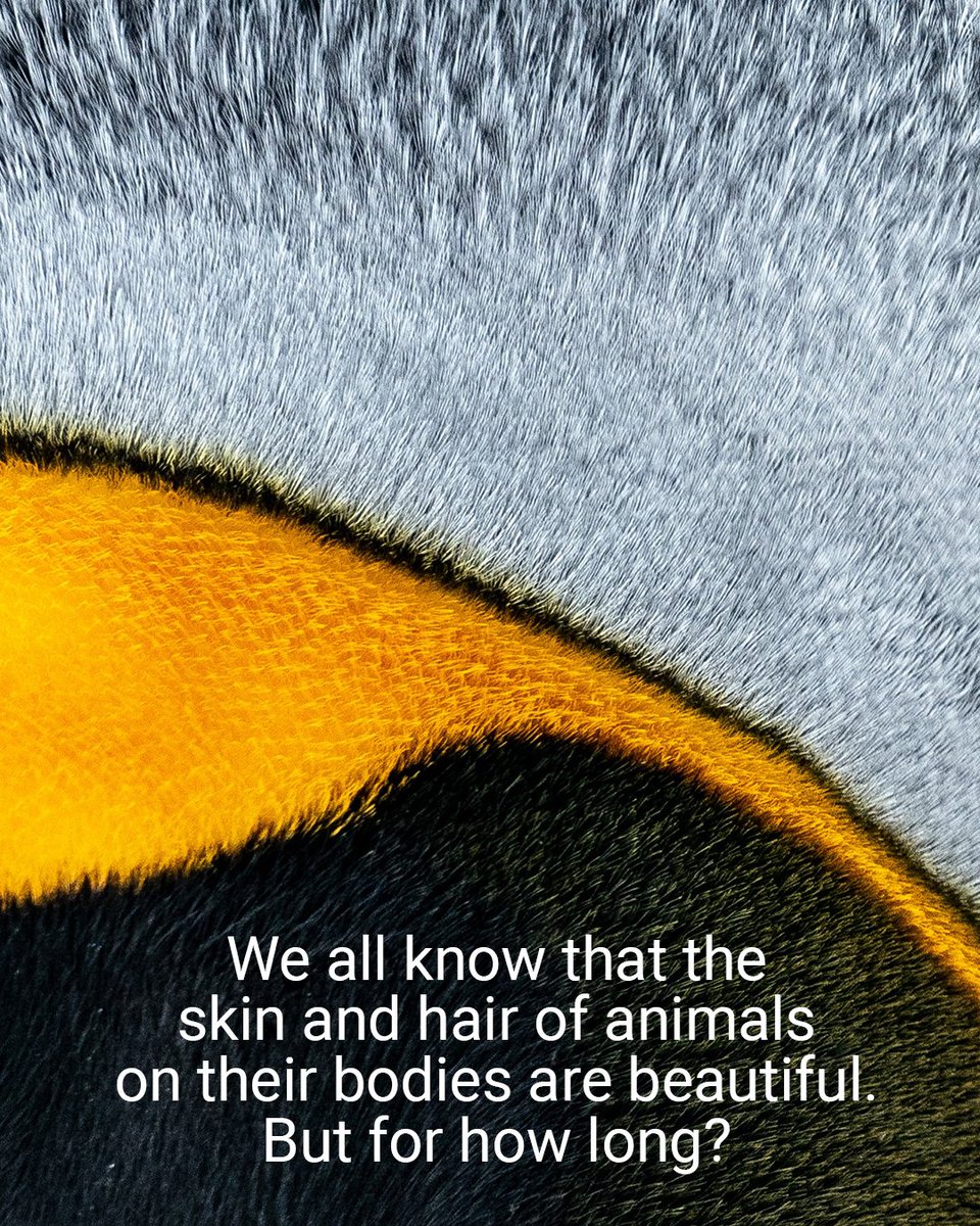 ZENunison's tweet photo. We all know that the skin and hair of animals on their bodies are beautiful.
What do you think about killing animals just to produce leather products?
Please write your opinion....
#zenunison
#fashion
#leatherfashion
#leather
#animallover
#fashion_for_everyone
#greenfashion https://t.co/iQzY8vMjLS