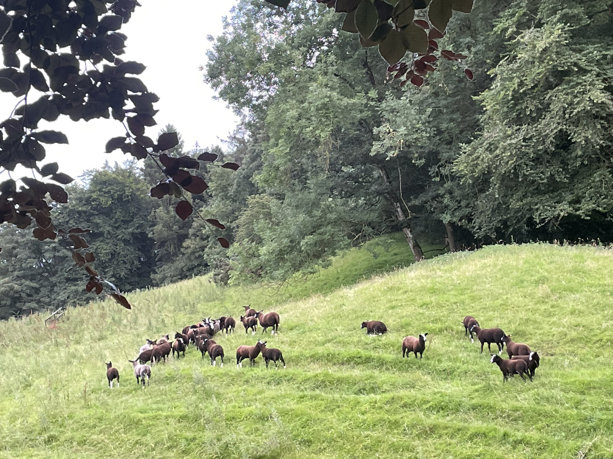 Zwartbles Ireland • Suzanna Crampton on Twitter "Weaned lambs sticking