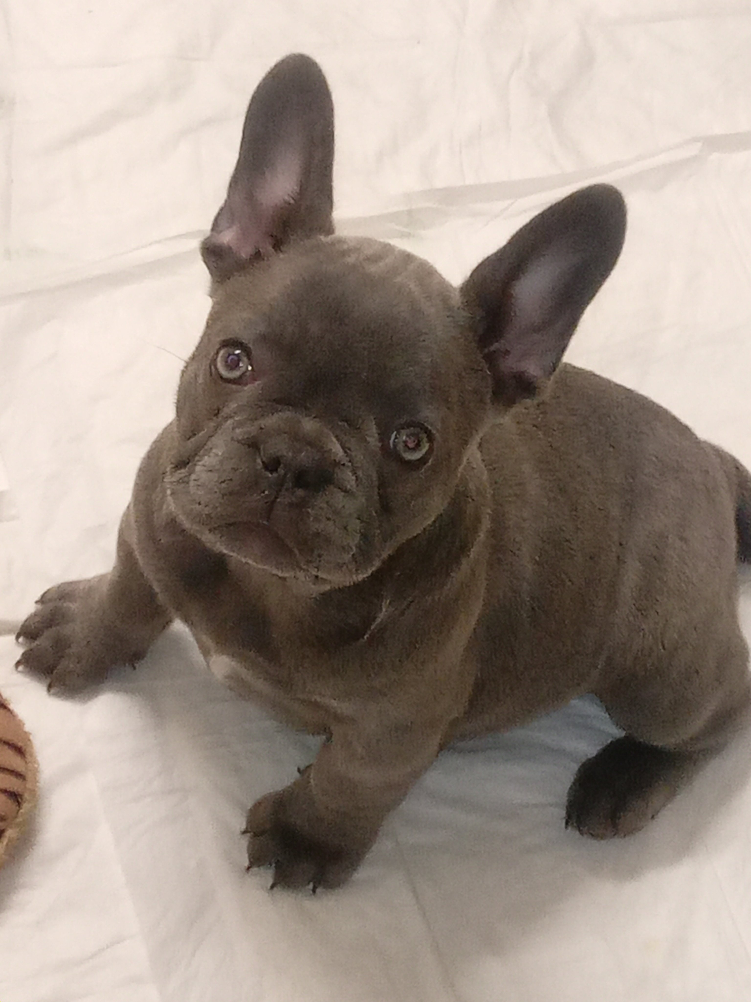 Frenchbull - Search / X