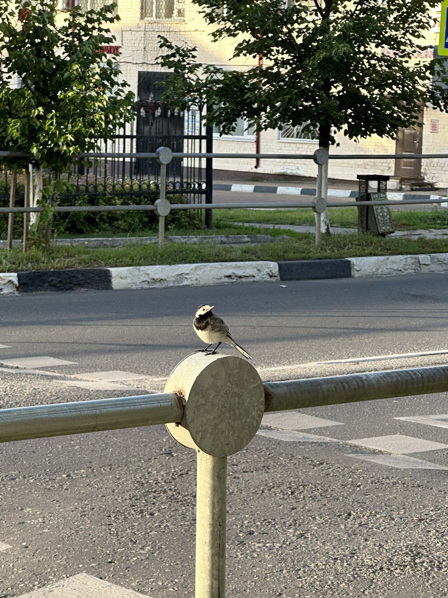 goingtoparade's tweet photo. a bird https://t.co/TzrqpELIWk