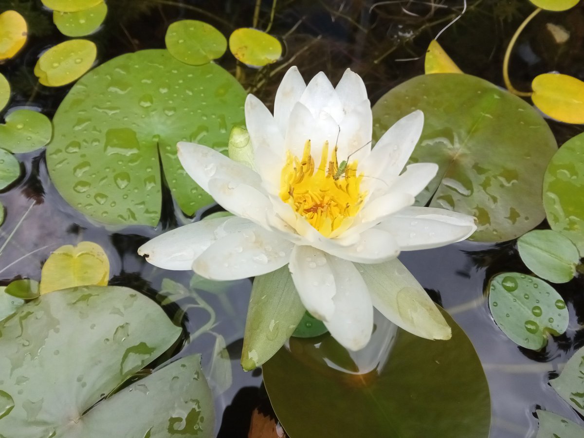 PasketRicky's tweet photo. New blooms brings new life https://t.co/IDqDOcuPGi