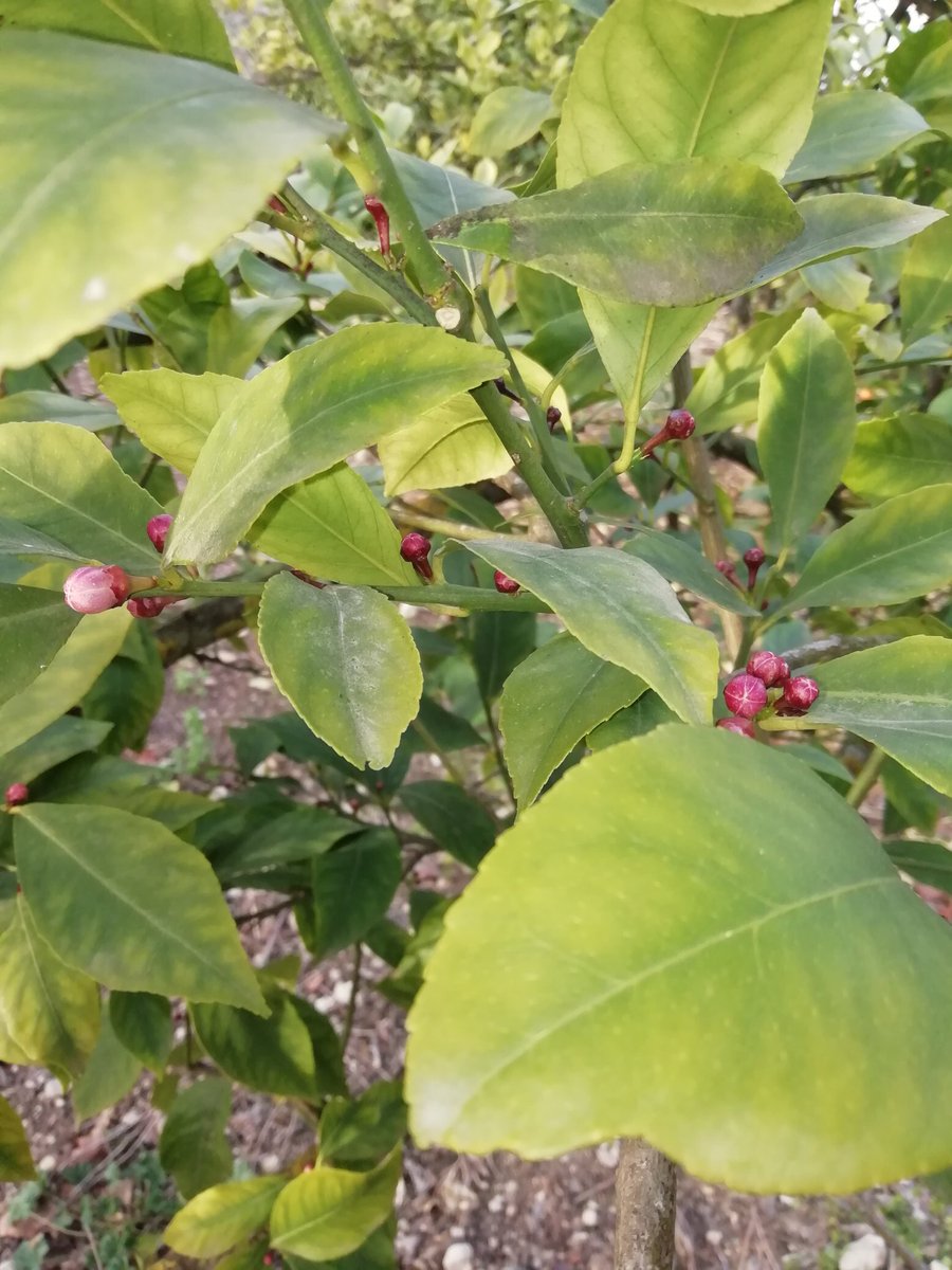 Günaydın hayırlı pazarlar