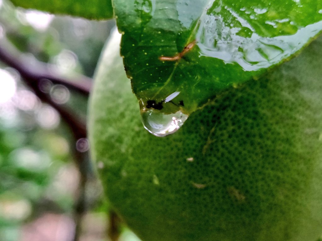 desi_rr's tweet photo. Have a nice day, enjoy rains🌧️🌧️💚💙

#dillirains #sundayvibes #naturelove https://t.co/jlsPouzZ2Y