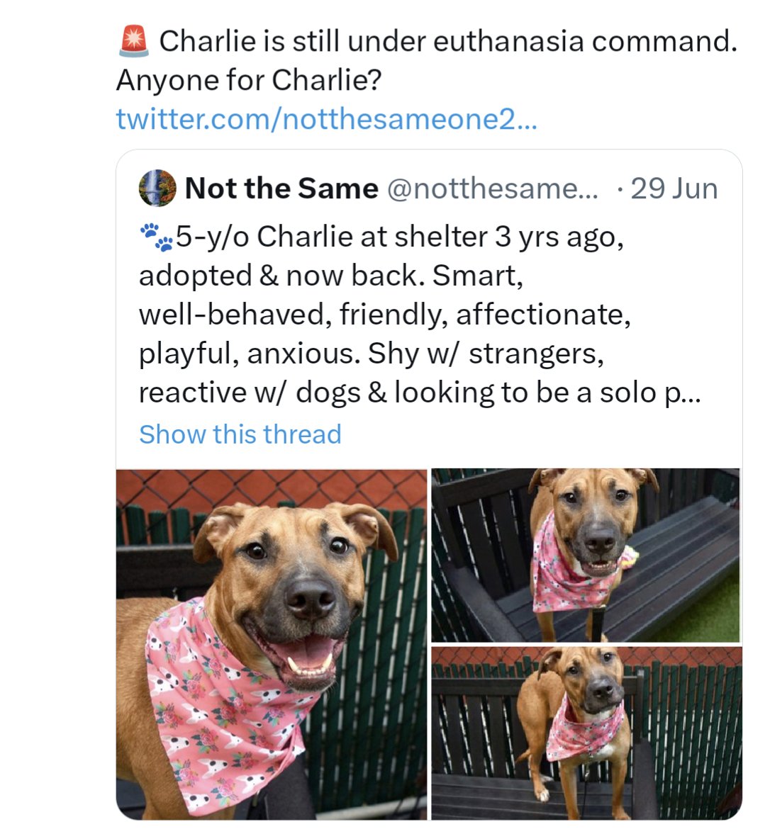 Euth command given. She needs out ASAP! For those interested in her, Charlie is at Animal Care Centers of NYC
#saveashelterdog #nycacc