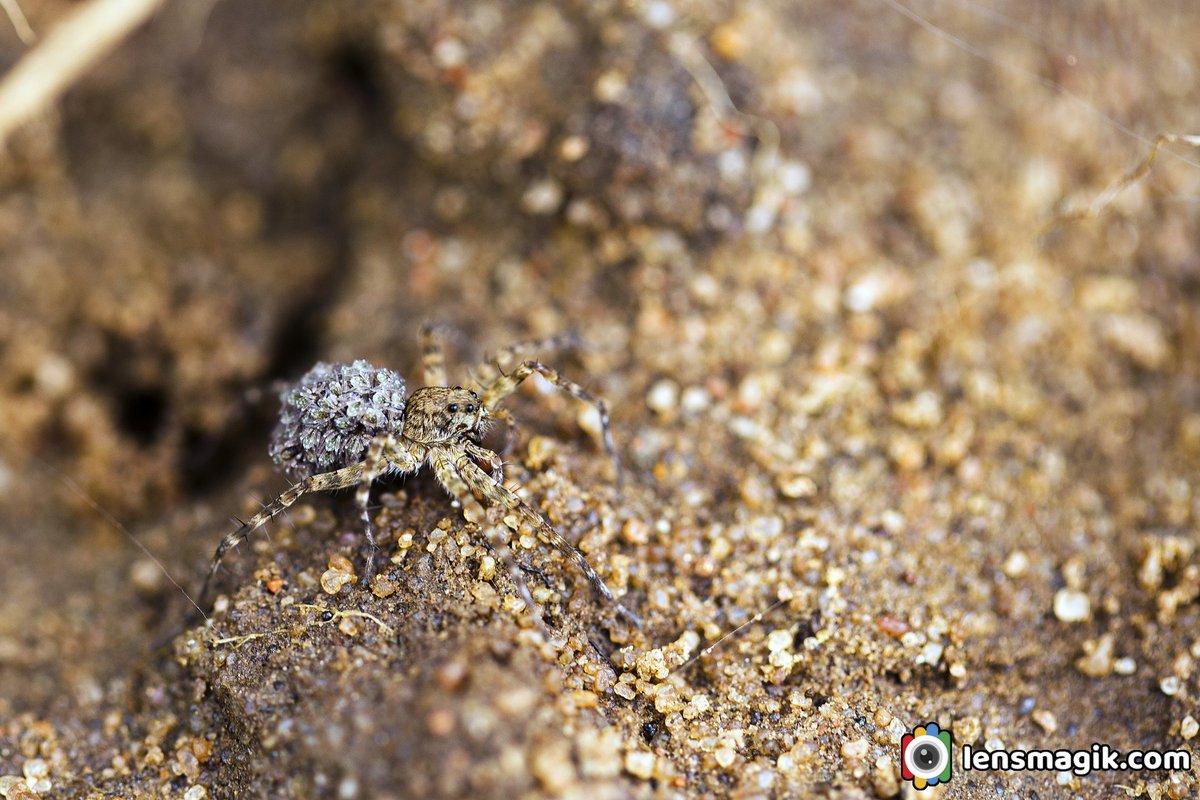 np_photographer's tweet photo. Wolf Spider https://t.co/M3B24SFs4a Macro Photography #wolfspider #spider #spiderphotos #spiderwitheggs #spiderinsects #insectphotography #insectsmacro #spidermacrophotos #gardenspider #insectsofowrworld https://t.co/LThfyqeCn2