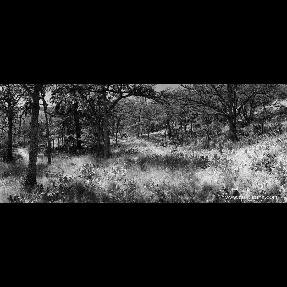 “Among White Oaks, Rowena, #Oregon.”

©2023 Gary L. Quay

Camera: Noblex 06/150
Lens: 50mm Tessar
Film: Ilford HP5+ developed in PMK Pyro

#noblex #pacificnorthwest #garyquay #cascadiaexplored #onlyinoregon #viewfromhere #columbiagorge #filmphotography #mediumformat #6x9 #rowena