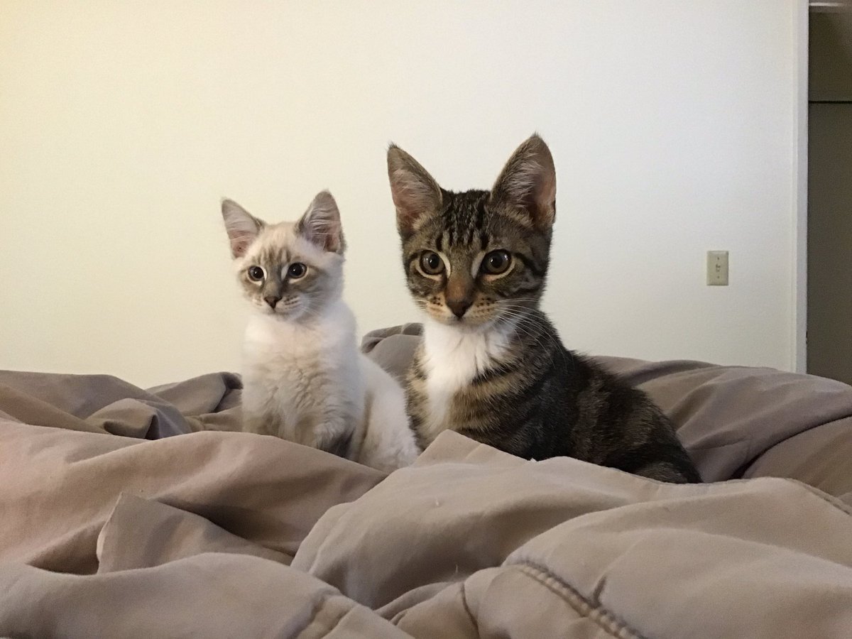 SilverWing426's tweet photo. Describe your life as a rpg: my class is tamer. I have 4 tamed monsters(cats).  My most proficient skill is “hug”. It target (cat)has low resistance it allows you to have greater connection with target. If the target(cat) has high resistance the “hug” may fail https://t.co/xctc6rZZAt