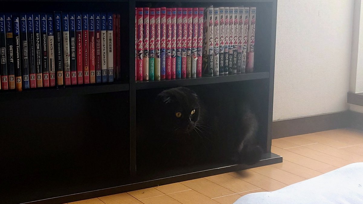 猫用の本棚😺😺😺 https://t.co/uXBVkGn2OC