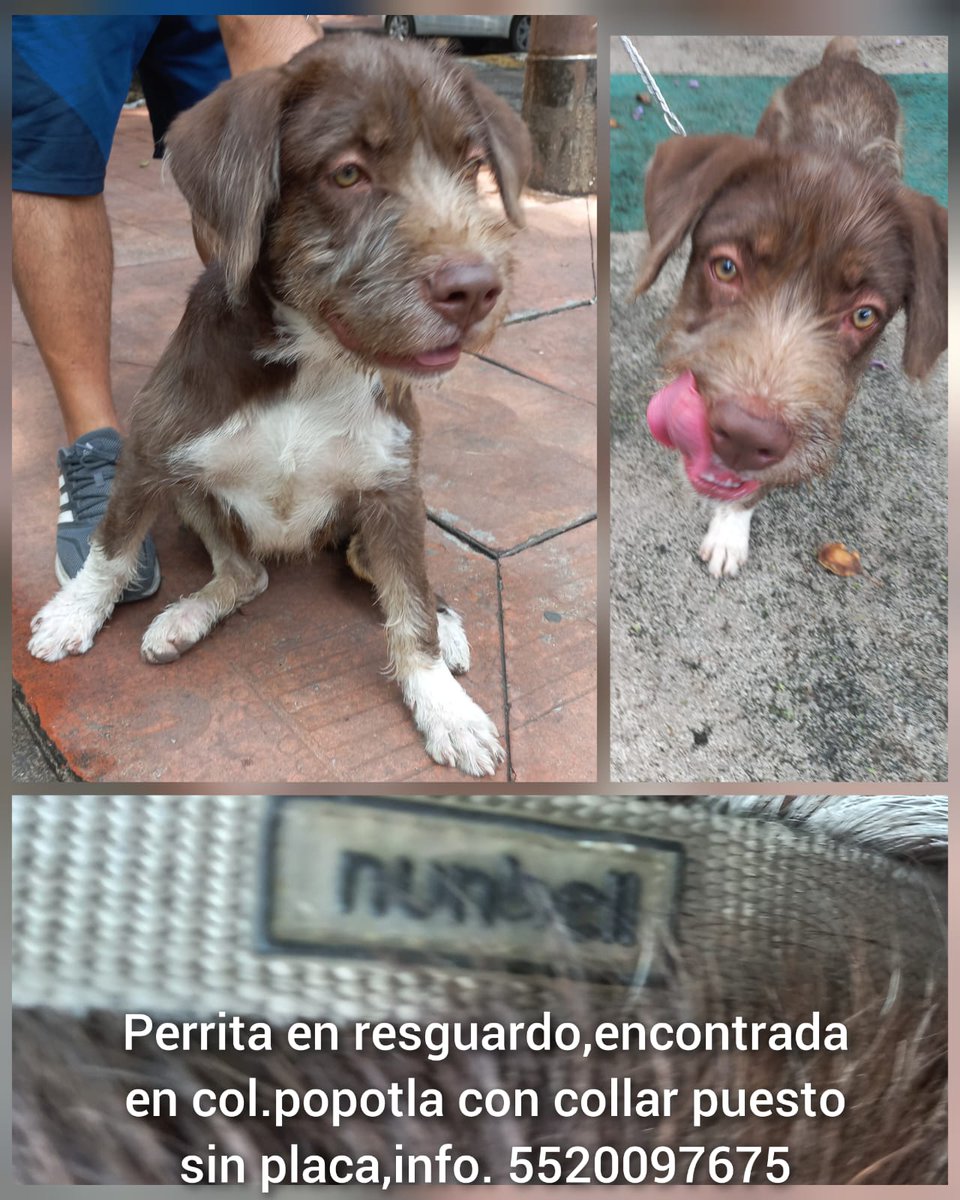 dubey_arturo's tweet photo. @PrrosPerdidosMX #perrosperdidos #cdmx #perrosresguardo #miguelhidalgo en resguardo, mojada y encontrada en la calle https://t.co/OXkruMgl0s