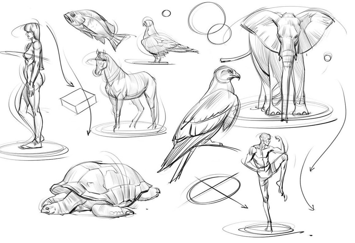 Update 115+ animal figure drawing best vietkidsiq.edu.vn