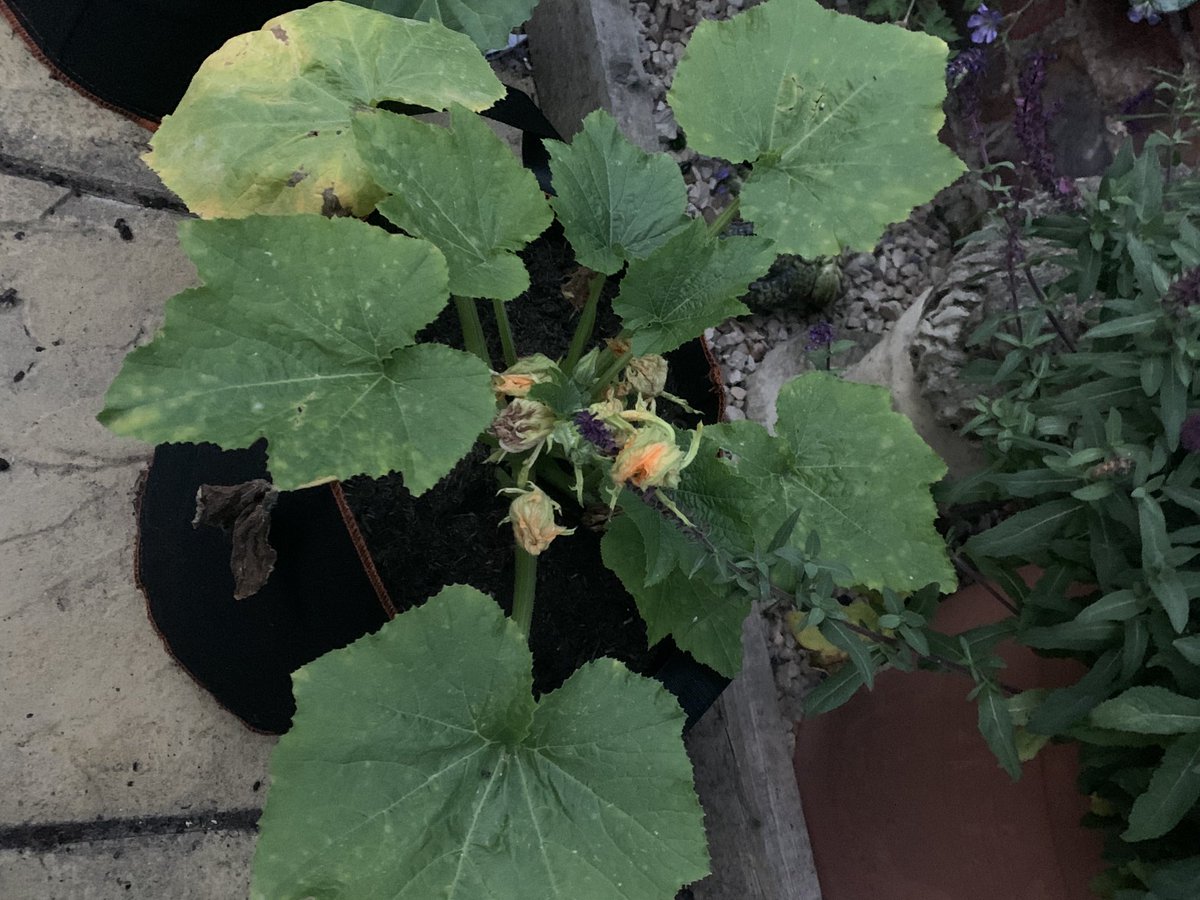 BarbaraGuinn1's tweet photo. I’m starting to Harvest veg from my 4ft x 2ft box. Courgettes and peas so far, green beans and tomatoes next. This year is about storing my bounty so I can enjoy it over the winter. #gardening #vegetablegrowing #smallplot #courgette #englishgarden https://t.co/srmtgSnkcP