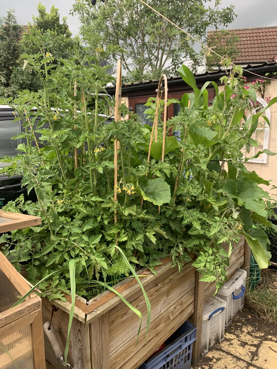 BarbaraGuinn1's tweet photo. I’m starting to Harvest veg from my 4ft x 2ft box. Courgettes and peas so far, green beans and tomatoes next. This year is about storing my bounty so I can enjoy it over the winter. #gardening #vegetablegrowing #smallplot #courgette #englishgarden https://t.co/srmtgSnkcP