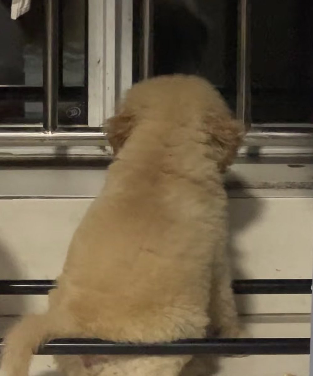 ก้เป็นแค่หมา ที่รอเทอเหงาแล้วค่อยมาหอม