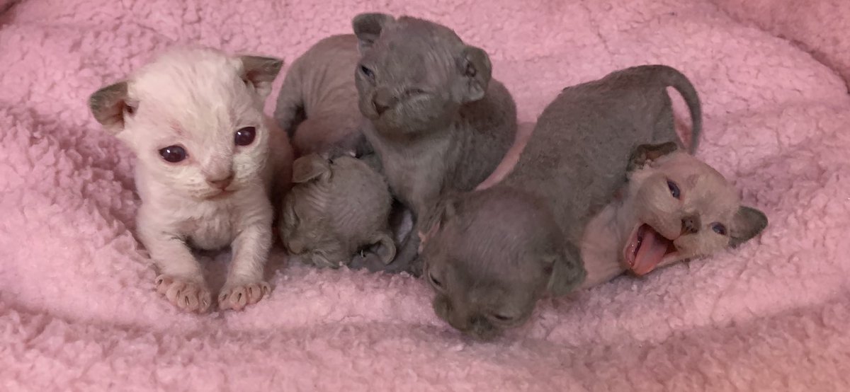 TheRealKurakats's tweet image. Kurakats.com
New Truffle’s

#kittens 
#cutekittens
#devonrexkittens
#kittensoftwitter