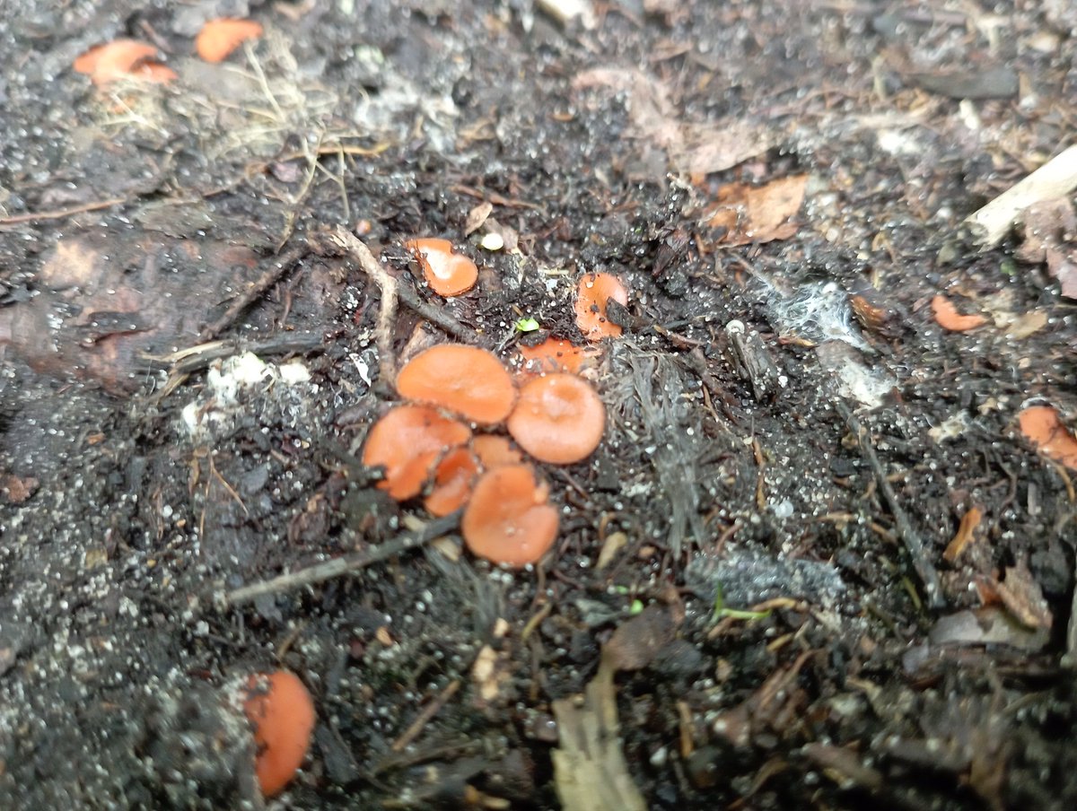Bomber9150's tweet photo. I would call this mushroom Sommelier Mushroom because the first place I saw this mushroom was an abandoned winery
#Ukraine #Dnipro #Travel #nature #mashrum https://t.co/WtwykGtgRw