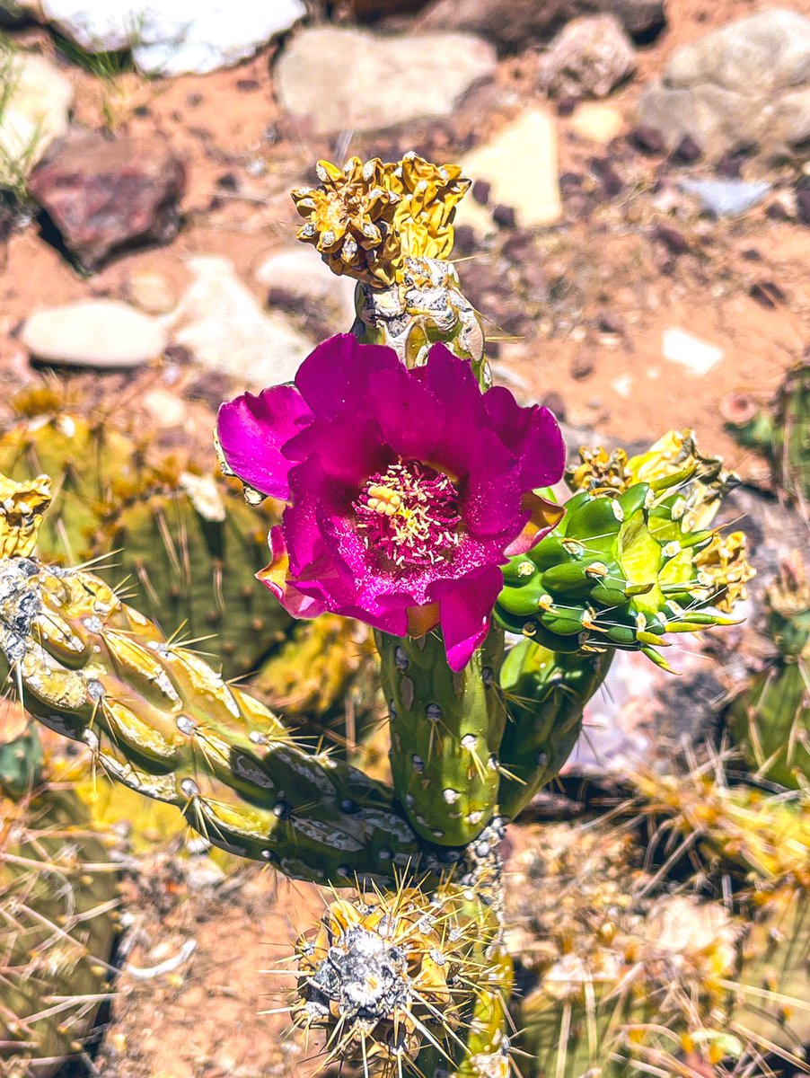 averagejillsip's tweet photo. Something pretty but sorta prickly 😏 Be Well Dear Ones! 💜 https://t.co/ntb2jXl2Kz