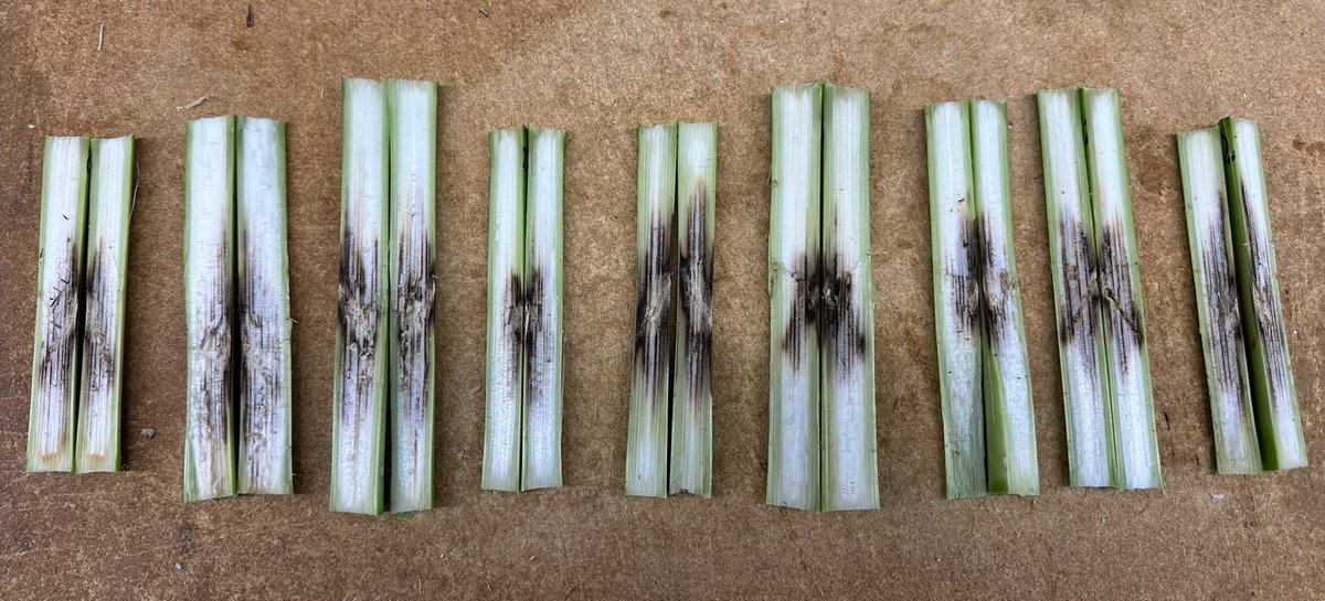 Witnessed some impressive disease symptoms on corn after successful inoculations! 🌽 It helps in mimicking the pathogen's impact, allowing us to study and understand the plant's response. #Agriculturalresearch #CropHealth  #Fusarium #Plantpathology #USWBSI