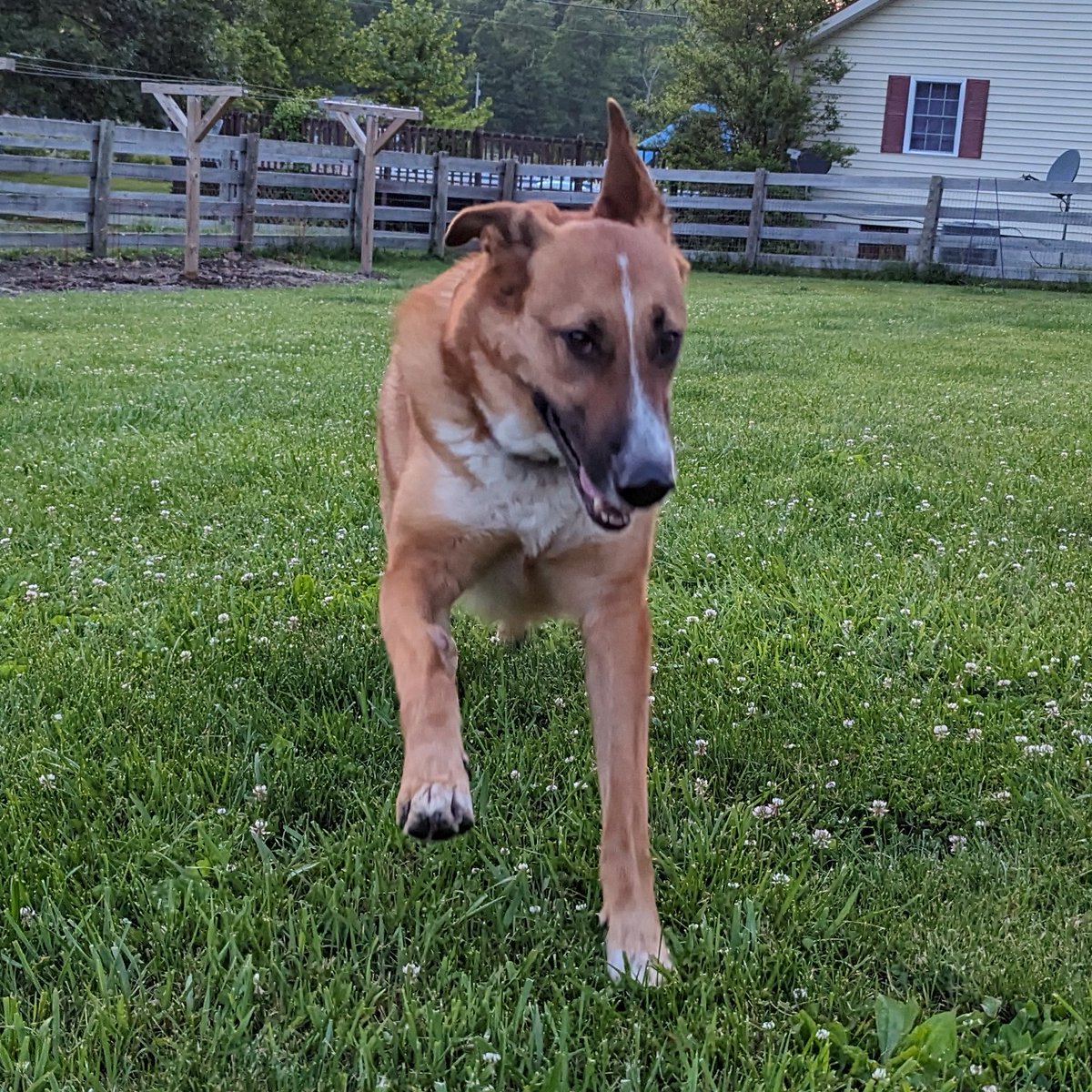 ChanceAndJack's tweet photo. Come here and gib me a kiss!!! I miss your cute faces, frens. 😘 -Chance 🐾 https://t.co/M68uoInkPu