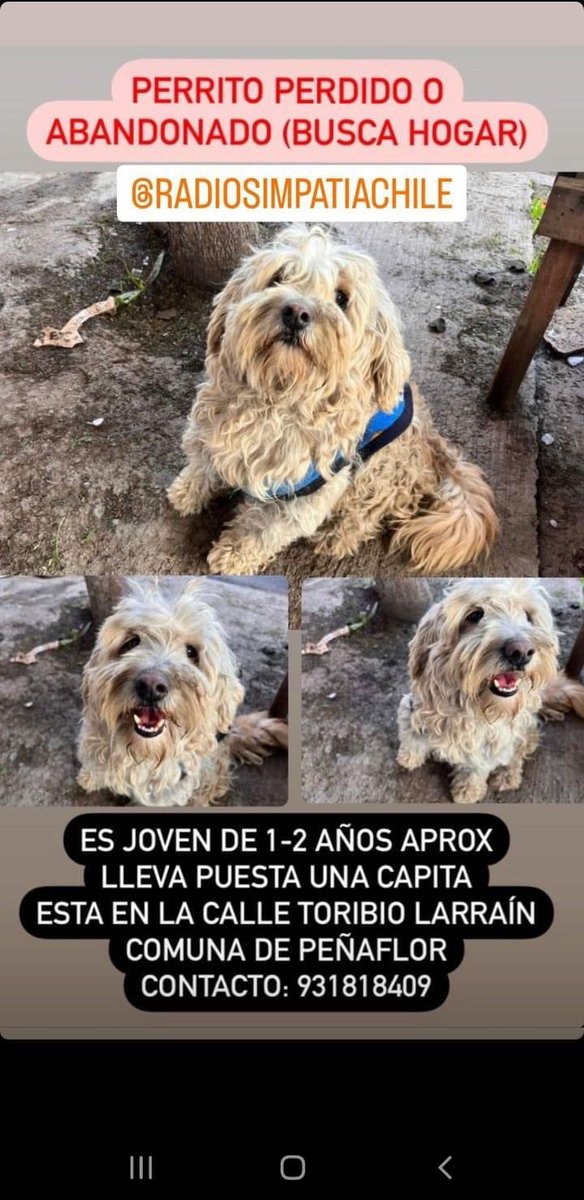 Evelyn_Torres_h's tweet photo. Atención gente de #peñaflor lo reconoce?? Lleva un capita rt rr https://t.co/r3XErNOojf