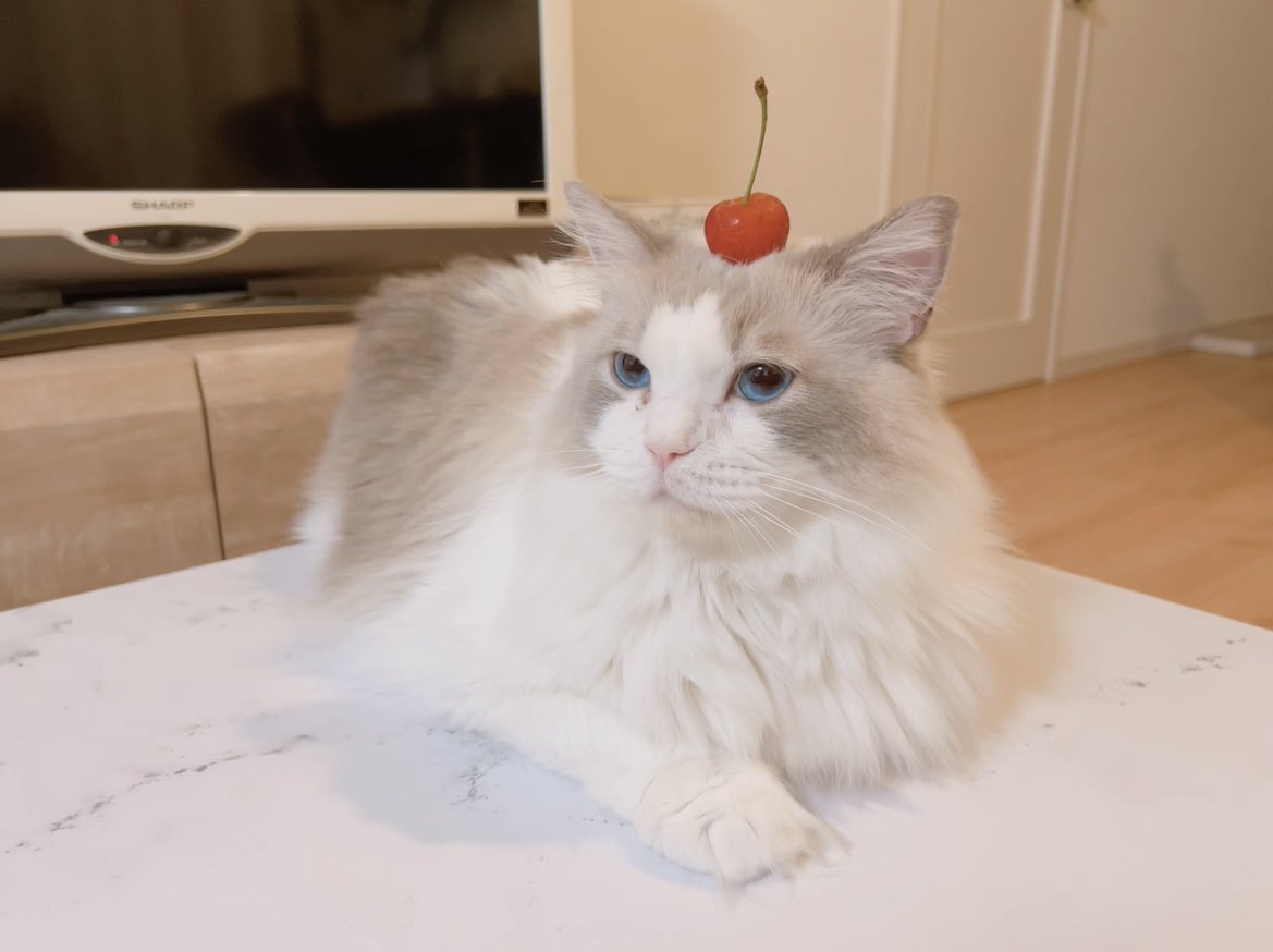 さくらんぼの時期ももう終わり。
また来年かな🍒

#ねこ #猫 #猫のいる暮らし #猫好きな人と繋がりたい #猫好き #cat