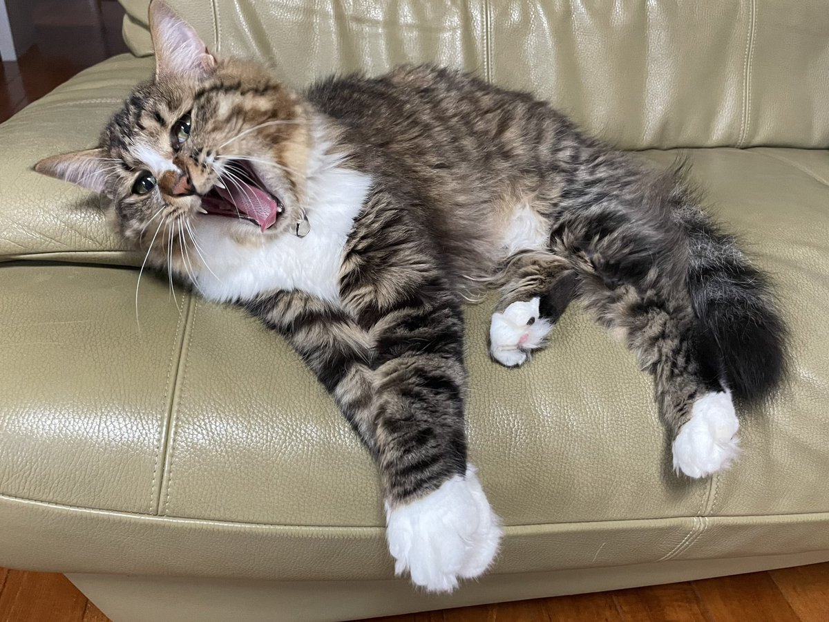 あー暑い🙀暑い暑い🙀
#猫好き #猫のいる暮らし #猫好きさんと繋がりたい #ソファー一人占め