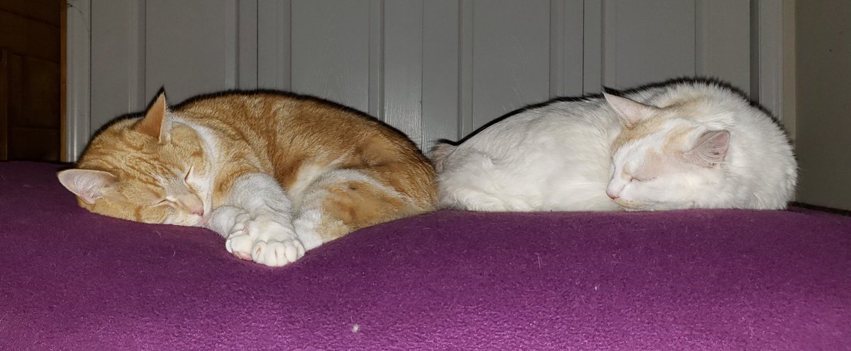 Happy Caturday Evening! Bobbie the Bobtail Kitty and Sunny the Sweetie Cat are having a cute snooze!
