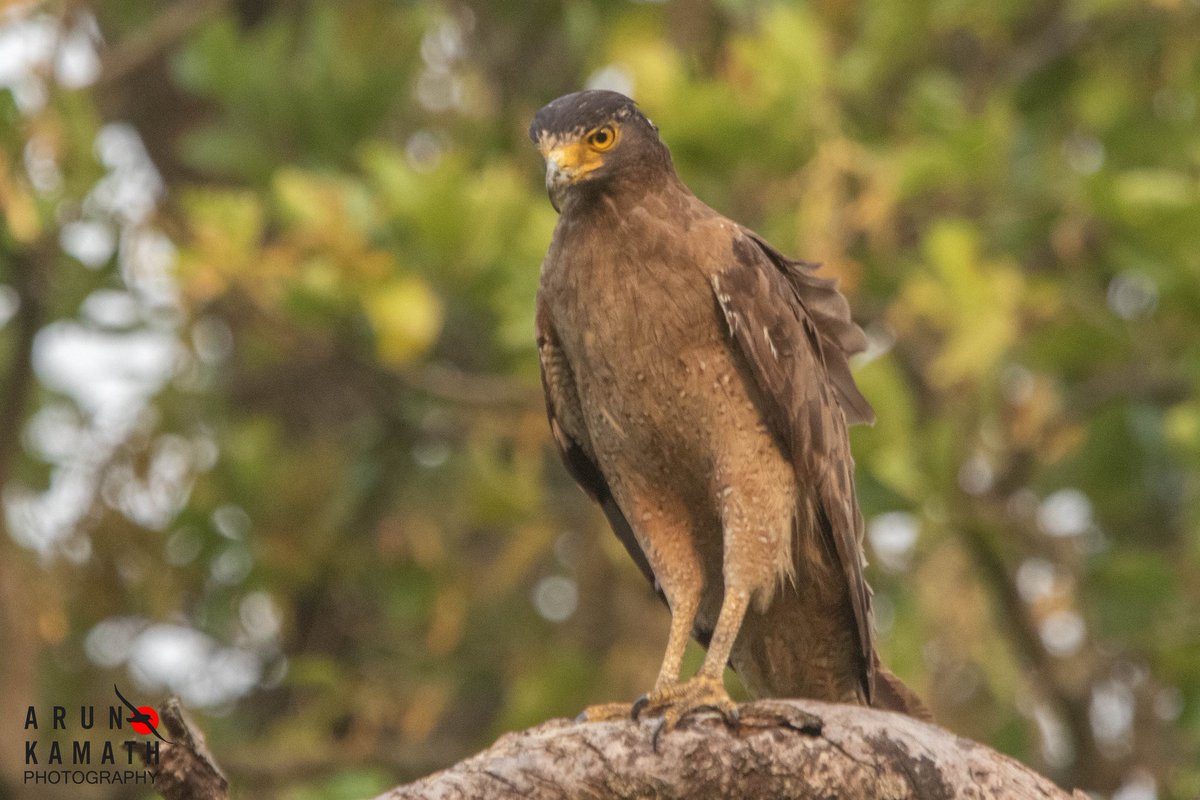 The Crested serpant Eagle from Rajaji Trip last month  #rajajitigerreserve #IndiAves #BirdsSeenIn2023 #dailypic #TwitterNaturePhoto #ThePhotoHour #BBCWildlifePOTD #natgeoindia #canonphotography