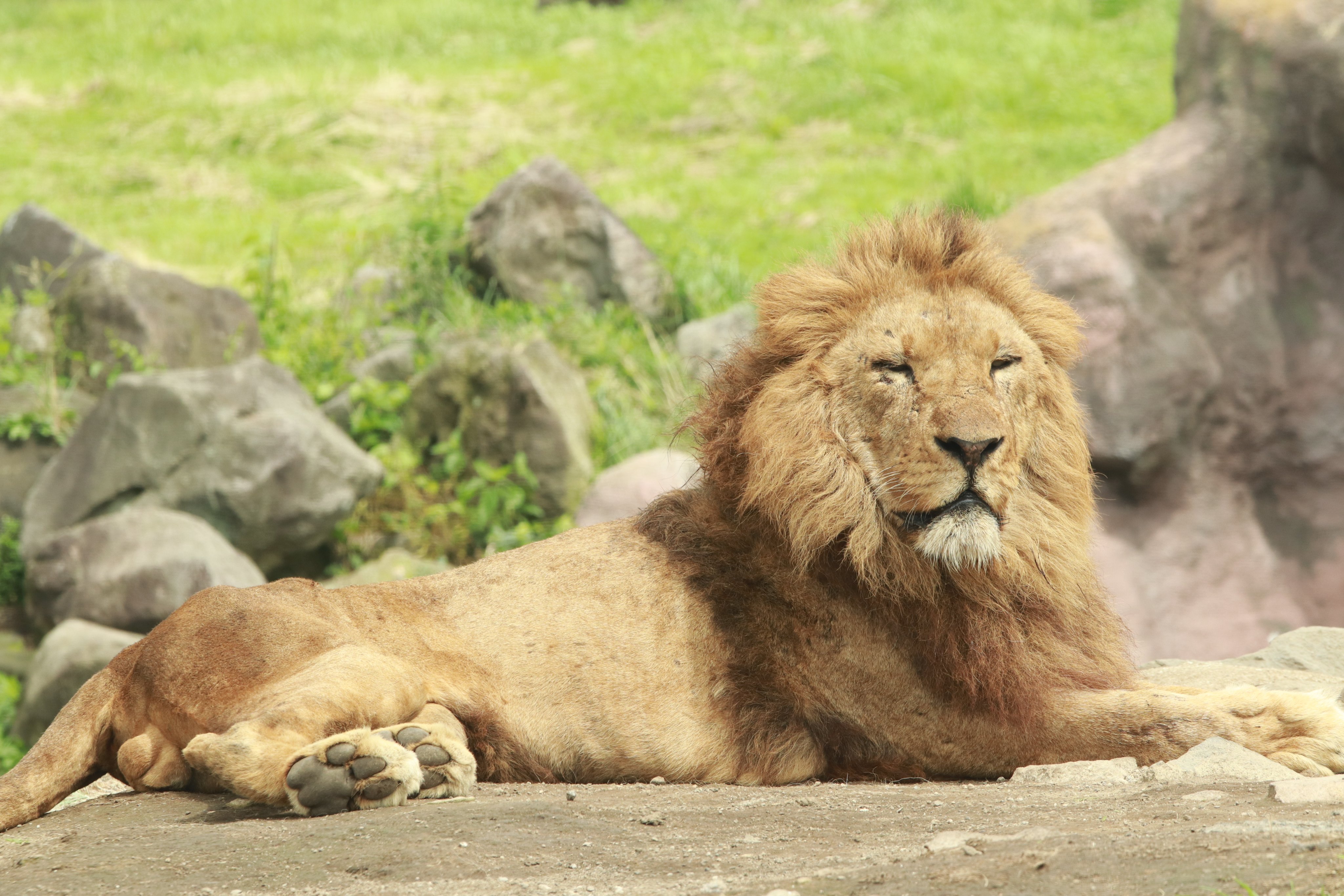 アフリカンサファリ【公式】 on X: 