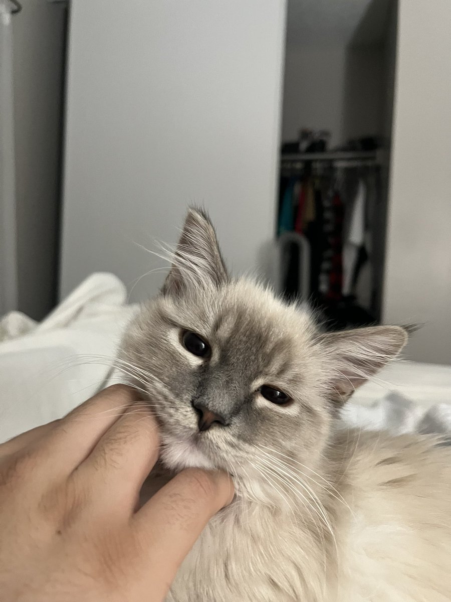 dnlrlpz's tweet photo. Didn’t do that but 3 months later I got to adopt the most perfect boy 🥹💛 https://t.co/vvnJwyjZq3