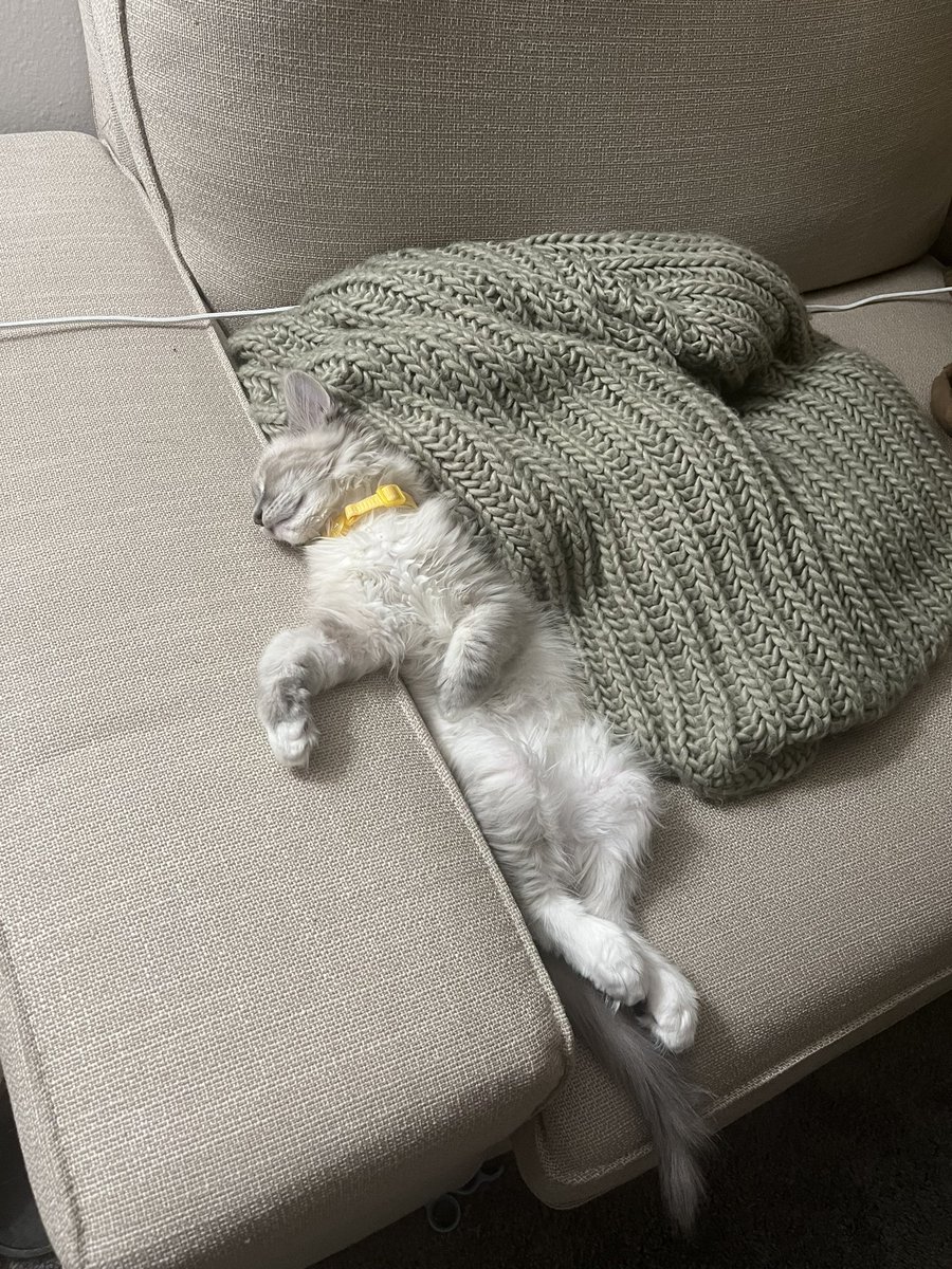 dnlrlpz's tweet photo. Didn’t do that but 3 months later I got to adopt the most perfect boy 🥹💛 https://t.co/vvnJwyjZq3