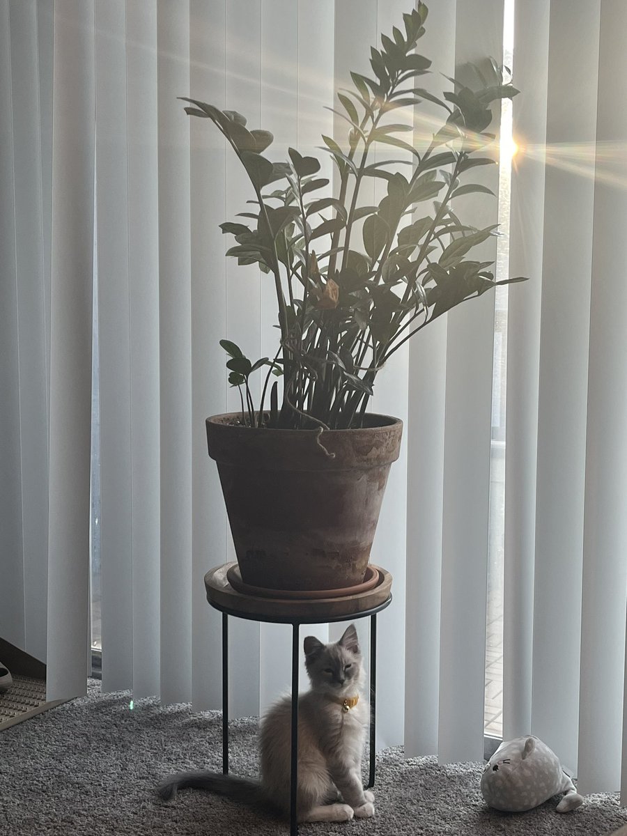 dnlrlpz's tweet photo. Didn’t do that but 3 months later I got to adopt the most perfect boy 🥹💛 https://t.co/vvnJwyjZq3