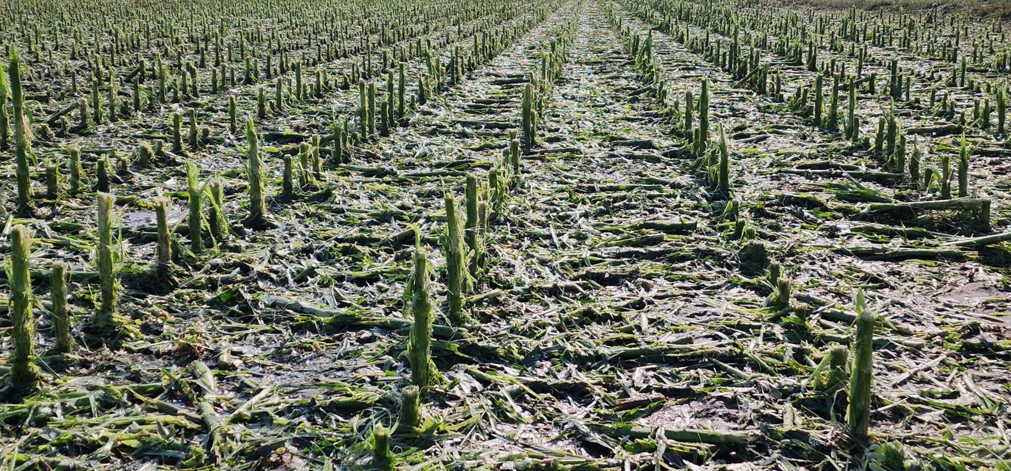 Dan Fitts on Twitter "Total crop devastation between Minatare