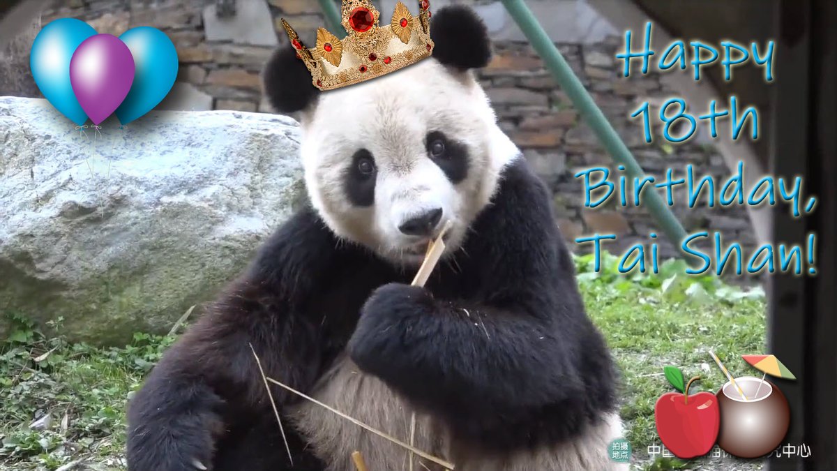 PookieDigi4Ever's tweet photo. Happy 18th Birthday, Tai Shan! 💗 #No1Son @Tiashan_tian @tiantianpanda97 @MommyMei98 
(📷 credits: 25-Oct-2020 @iPanda live feed, 08-Jul-2023 @mypandatours live feed) https://t.co/tliQnp8zYB