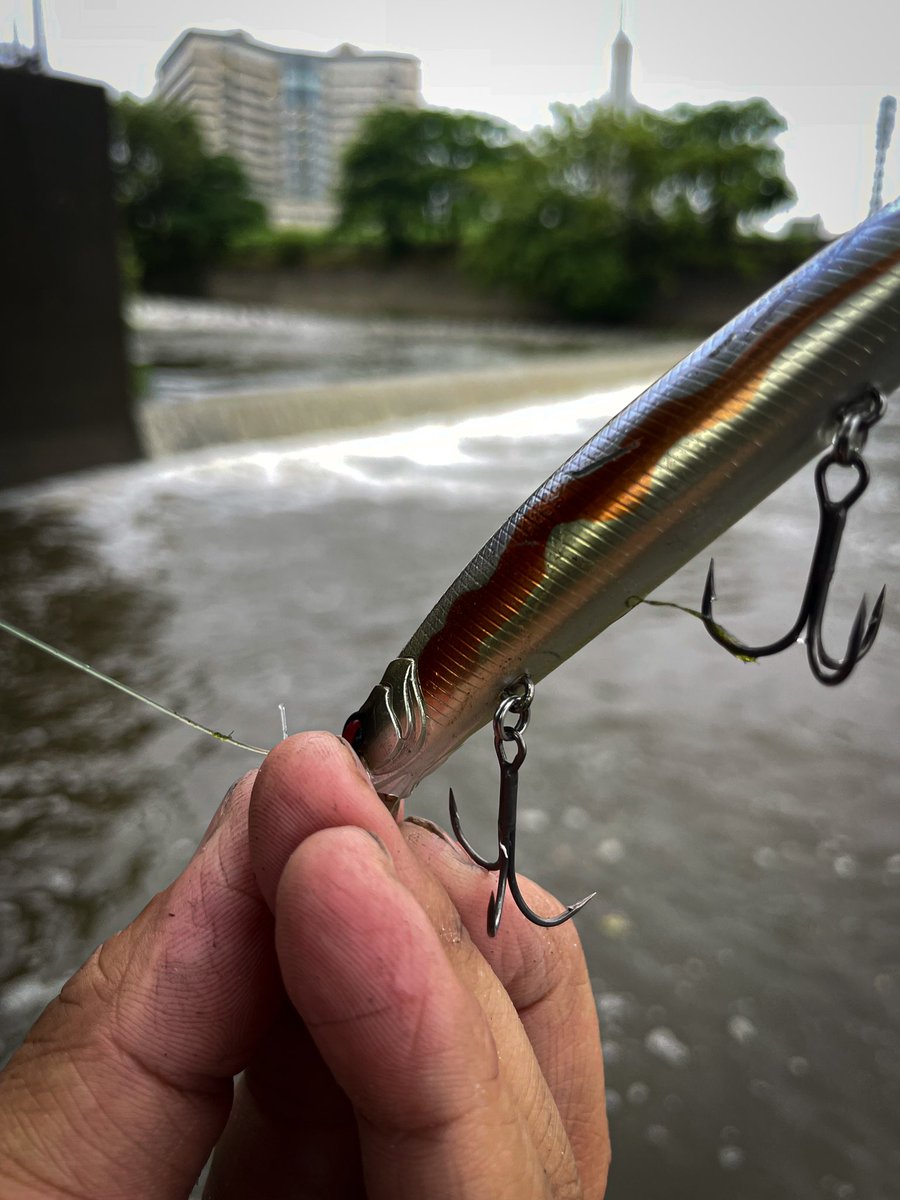 born_mild's tweet photo. 枚方では嬉しいやん
しかし針弱えぇ…
#bombada #bonbadaagua #magico53 #fishinglife #bassfishing #raidjapan #levelminnow #ボンバダ #ボンバダアグア #マジコ53 #レイドジャパン #レベルミノー #淀川バス釣り https://t.co/w8LlryNwrh