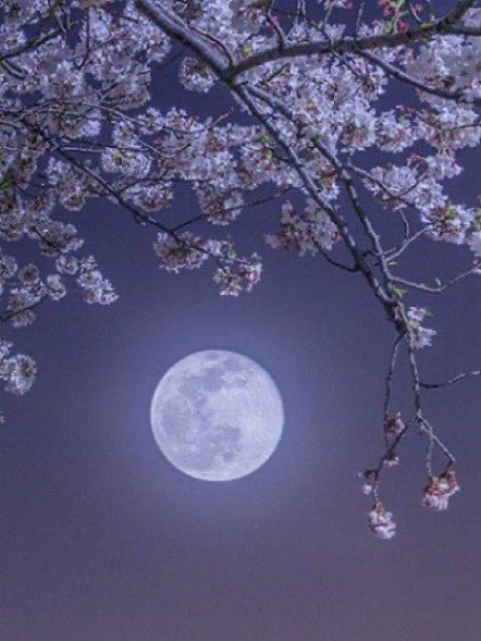 Lavender Moon