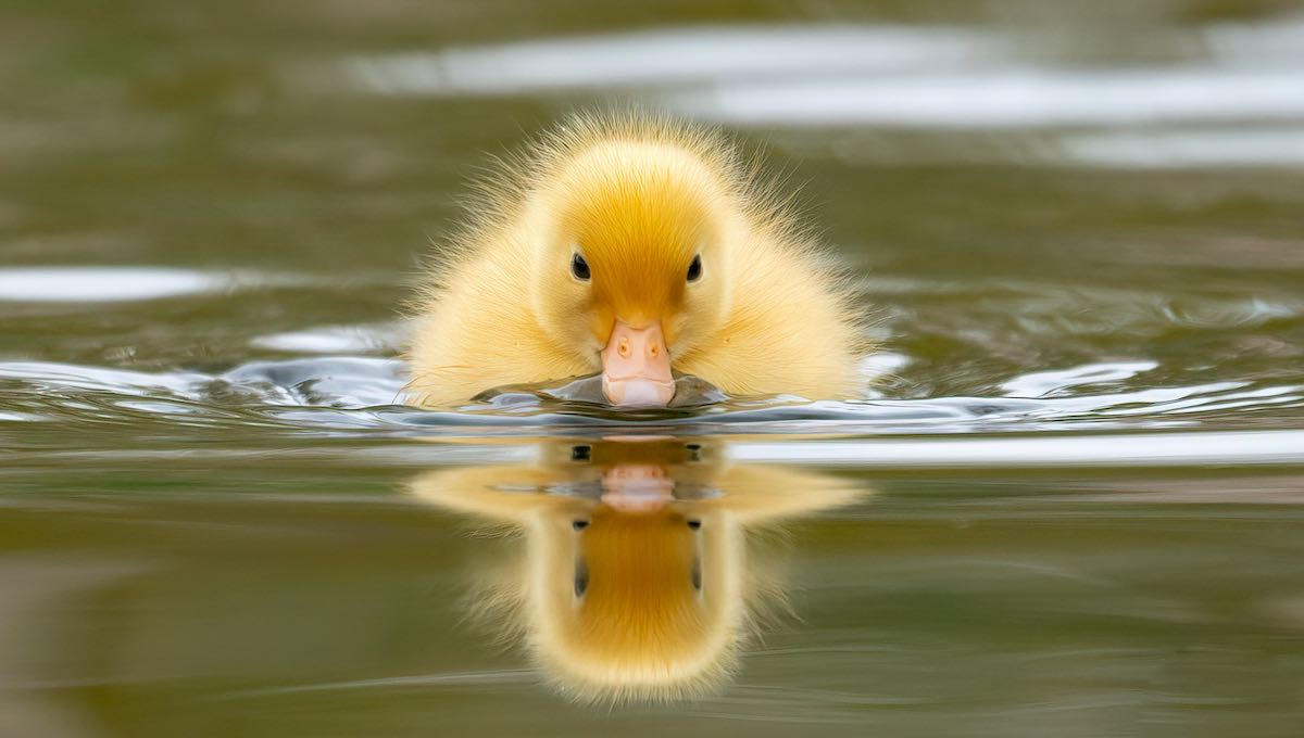 💛 “Quero ser feliz nas ondas do mar. Quero esquecer tudo, quero descansar.” (Manuel Bandeira) 🐥