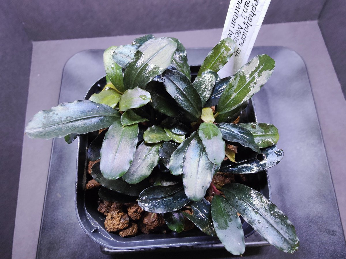 Bucephalandra sp.
