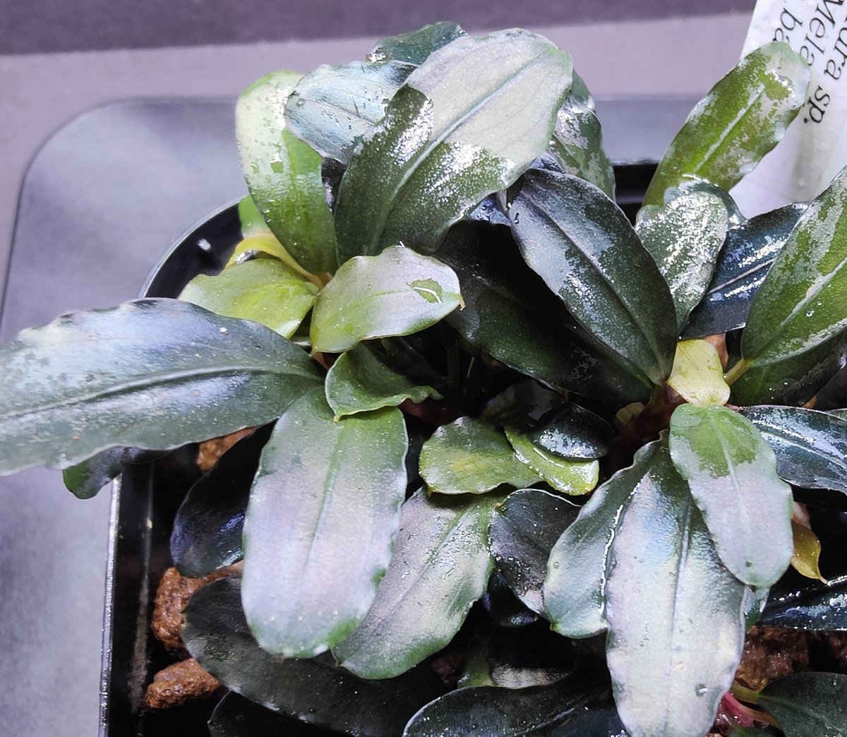 Bucephalandra sp.