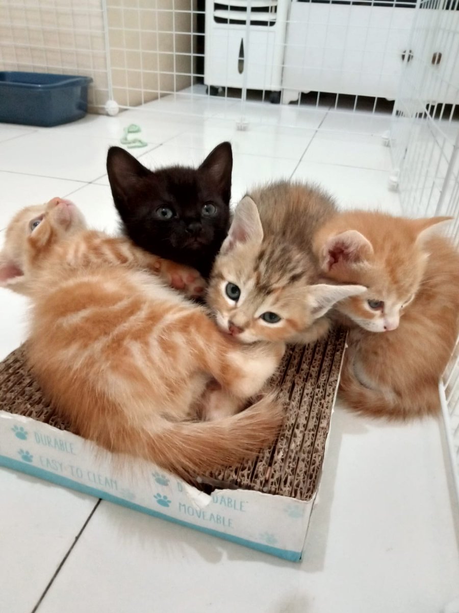 barangkali ada yg mau adopt, lokasi bumi adipura, #adopsikucingbandung
<a href="/PRFMnews/">Radio PRFM</a> <a href="/infobdg/">BANDUNG ᮘᮔ᮪ᮓᮥᮀ</a>