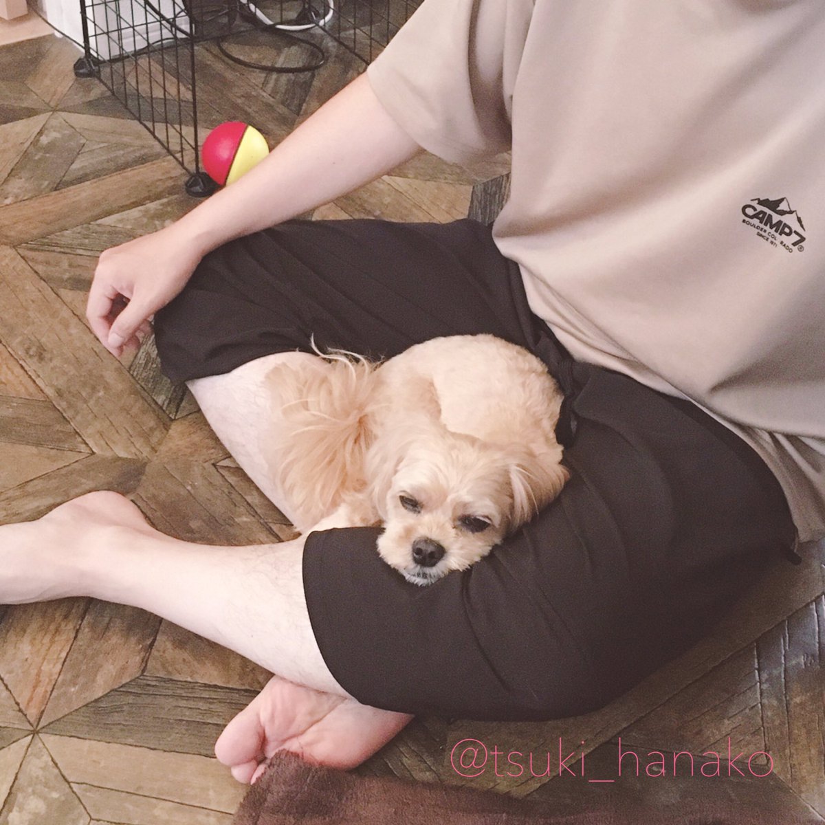 トリミングお疲れさまでした
#はなこと旦那とモフ https://t.co/N3KKbTLbUD