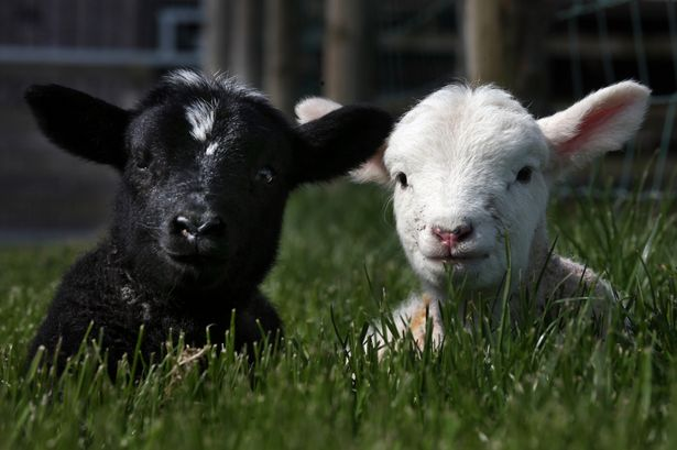 Shahnoza Halilova tweet media