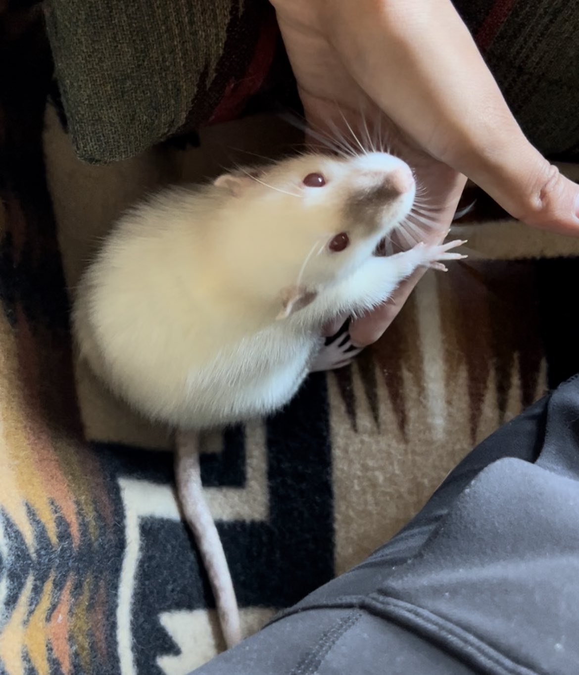 kinsale drake on Twitter "tried almond butter for yue for the first