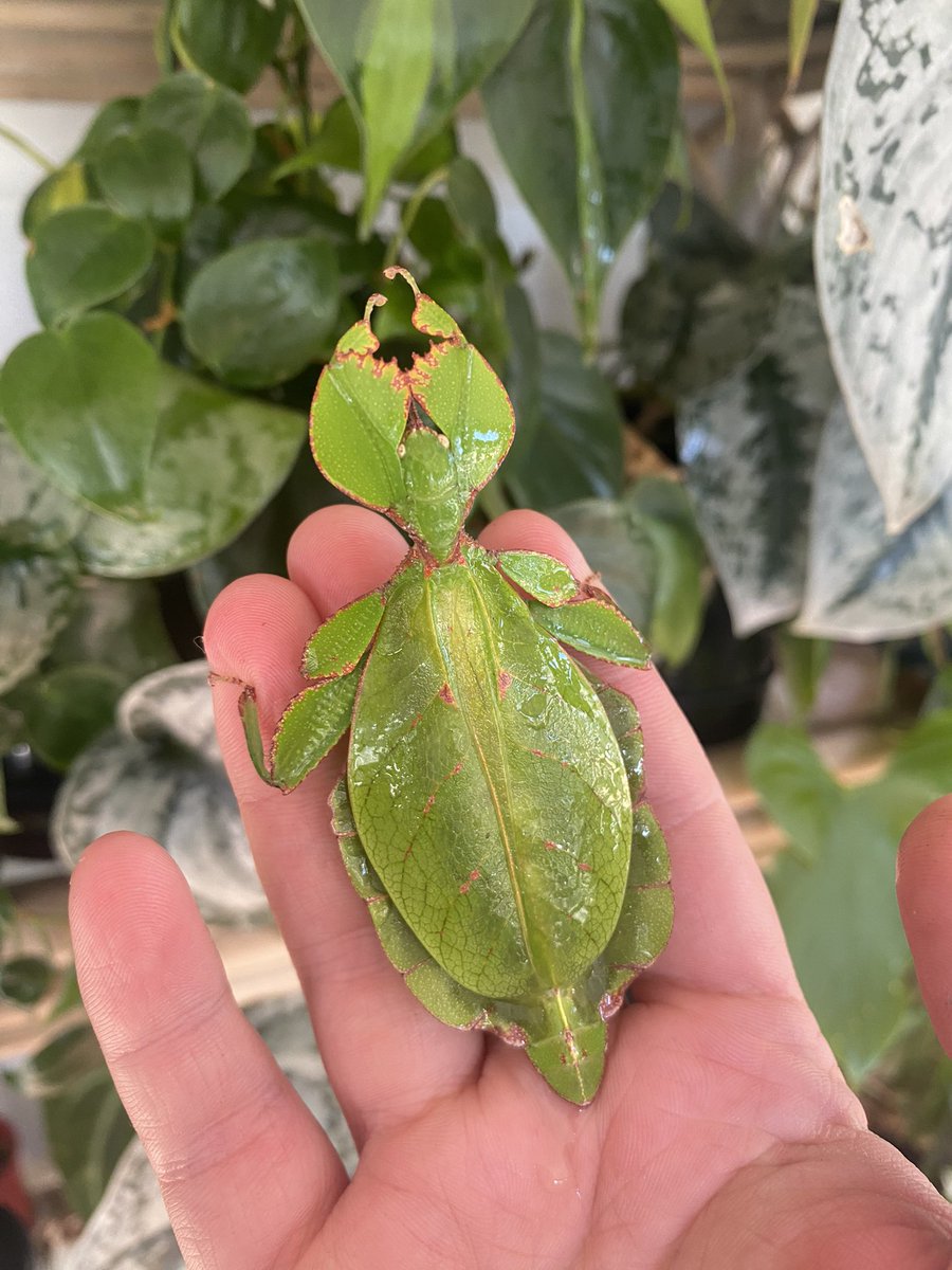 ClaudesLee's tweet photo. My old girl is starting to slow down as she reaches the end of her life cycle. At almost 2 years old sheβs done well!
#phylliummonteithi #leafinsect https://t.co/tWU1Ckvj64