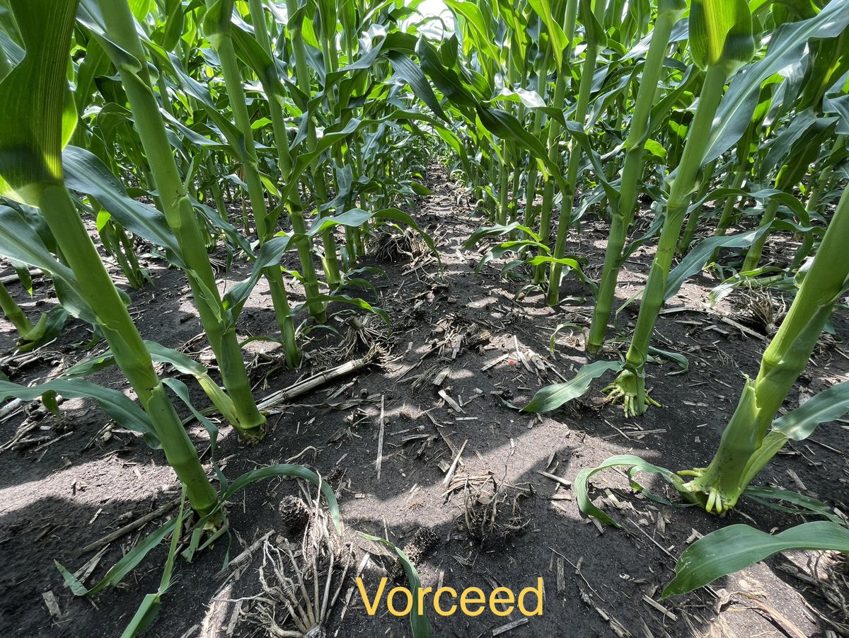 alex_woodall's tweet photo. Since others want to share how great their roots are, here is one also.  Vorceed with the RNAi technology vs. SSTX from long term COC in NC IA.  Regardless, multiple approaches need to be taken to manage rootworms. RNAi is an improvement but not bulletproof.⁦@PioneerSeeds⁩ https://t.co/KABgWSWs27