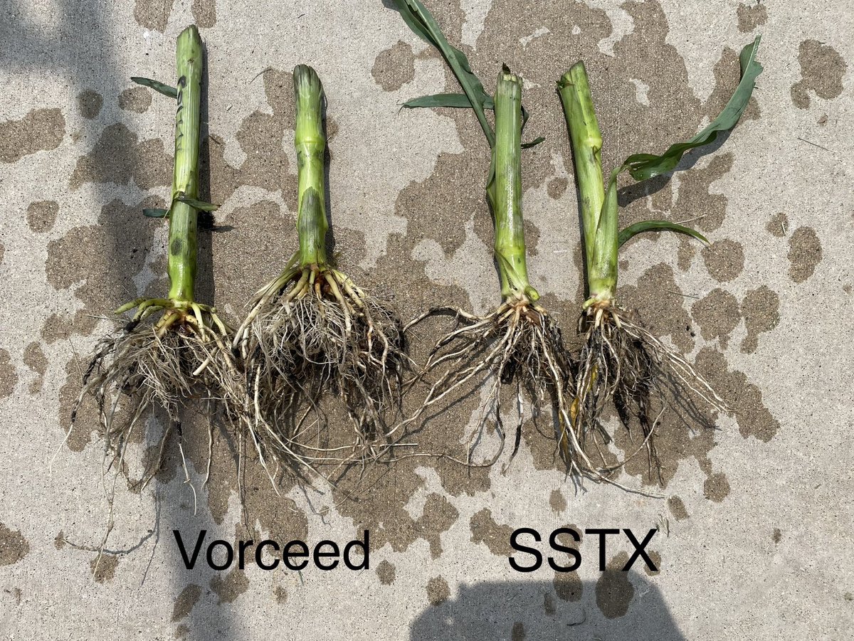 alex_woodall's tweet photo. Since others want to share how great their roots are, here is one also.  Vorceed with the RNAi technology vs. SSTX from long term COC in NC IA.  Regardless, multiple approaches need to be taken to manage rootworms. RNAi is an improvement but not bulletproof.⁦@PioneerSeeds⁩ https://t.co/KABgWSWs27